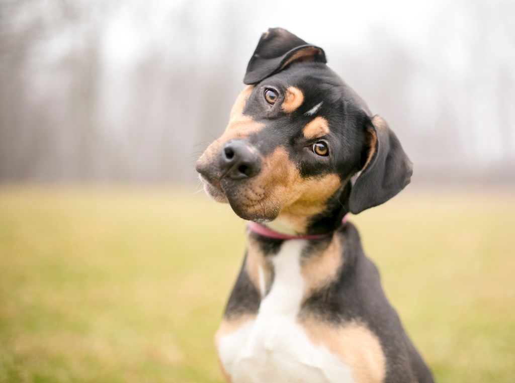 かわいいだけじゃない！ 犬が首を傾けるのは賢いからだった