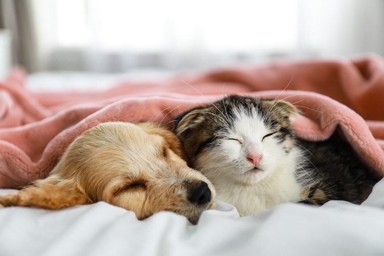 ペットの殺処分を失くすために。日本と世界の「動物愛護」の現状と私たちができること