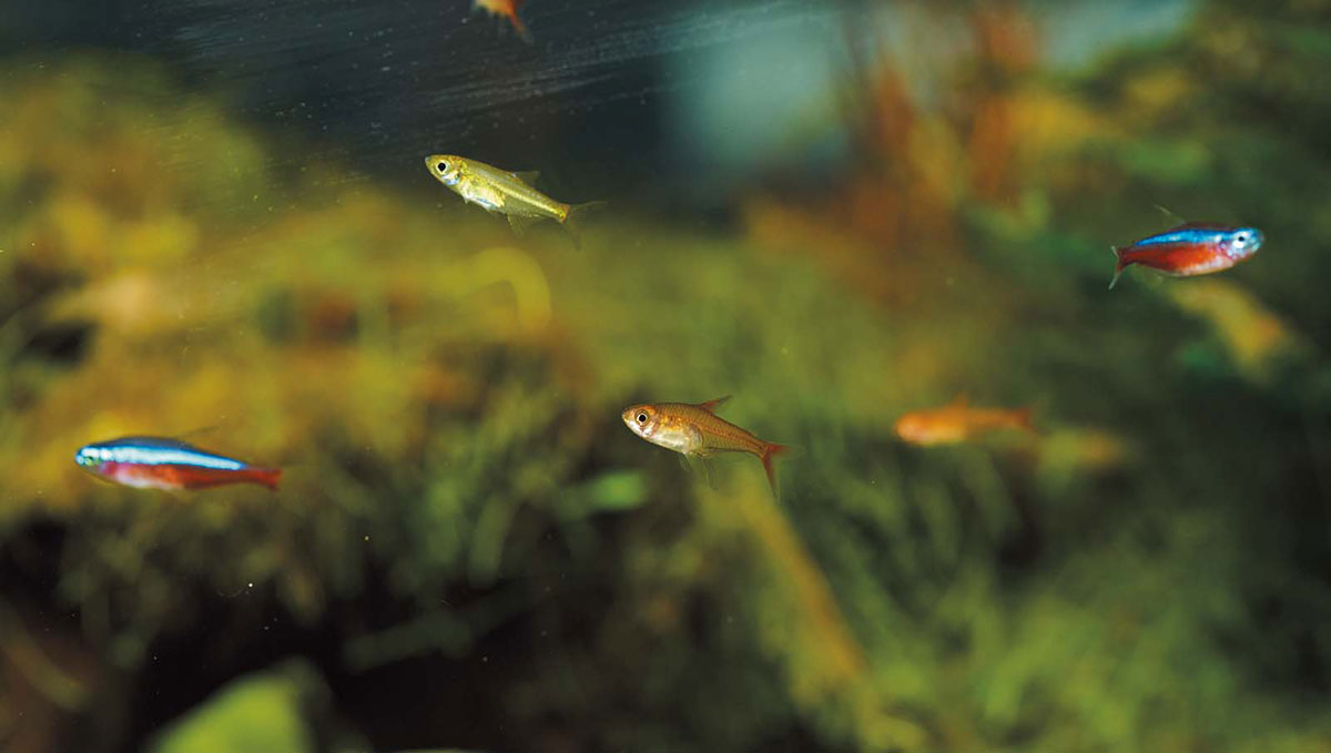 手ごろな価格帯ながら水槽が華やかに！ 初心者でも飼いやすい「小型カラシン類」