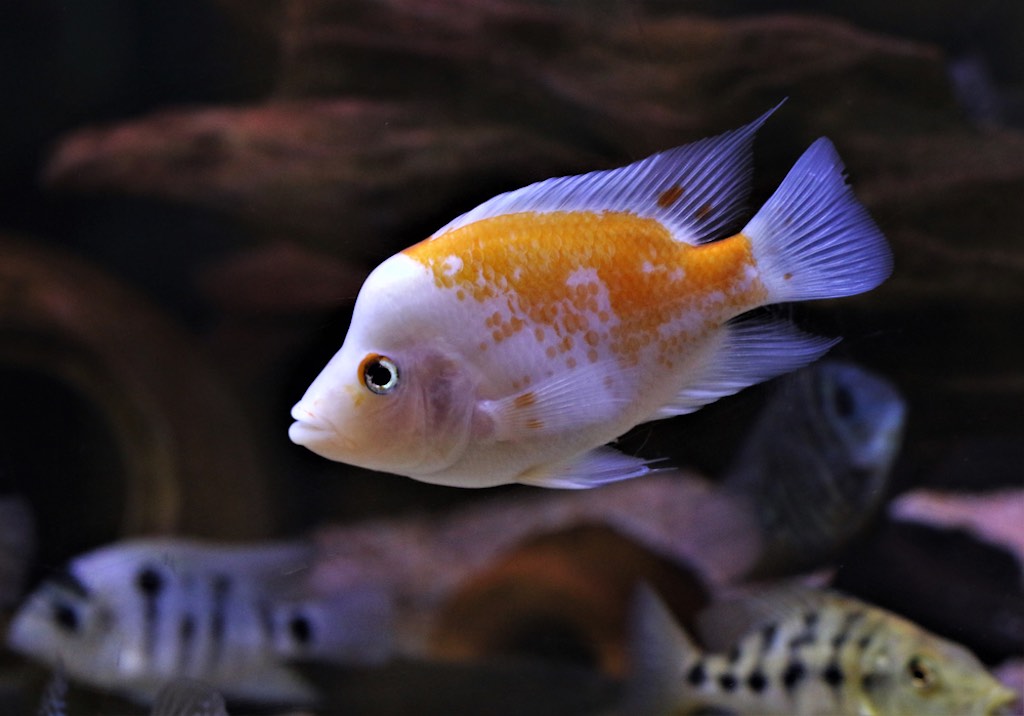 賢い生き物だった！ 魚は計算できることが判明