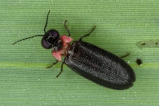 照明を替えただけで「ホタルが帰ってきた」。人と昆虫の共生を進める新たな試み