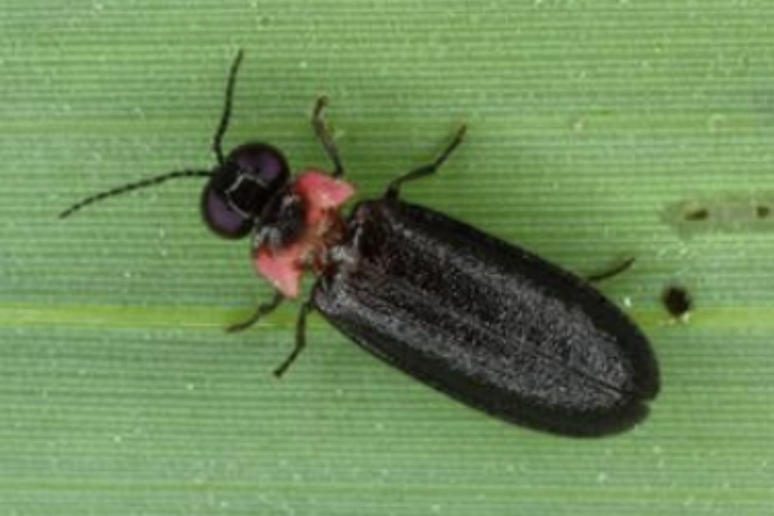 照明を替えただけで「ホタルが帰ってきた」。人と昆虫の共生を進める新たな試み