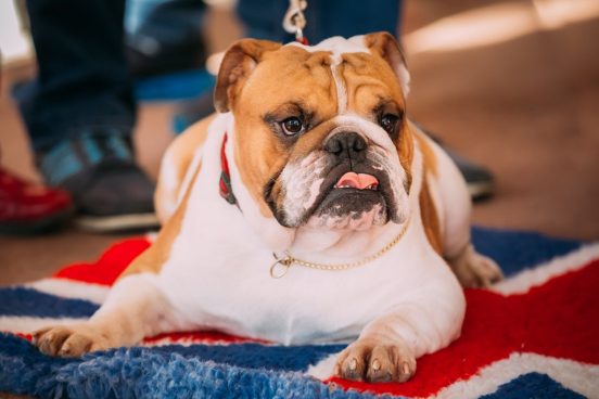 皮膚炎になる可能性は他の犬の38倍！「イングリッシュブルドッグ」の飼育を英国が警鐘