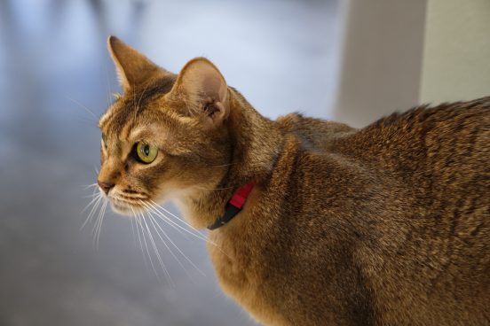 猫と人間は会話できるのか？−−大事なのはデータとテレパシーだ！