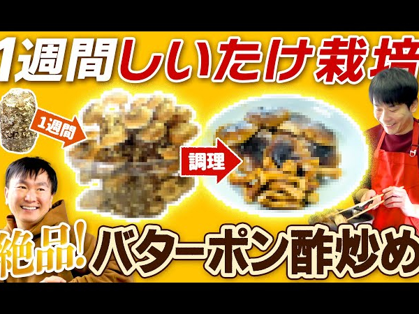 かまいたちの2人が椎茸栽培にチャレンジ！ 簡単すぎて戸惑うも採れたて椎茸を堪能