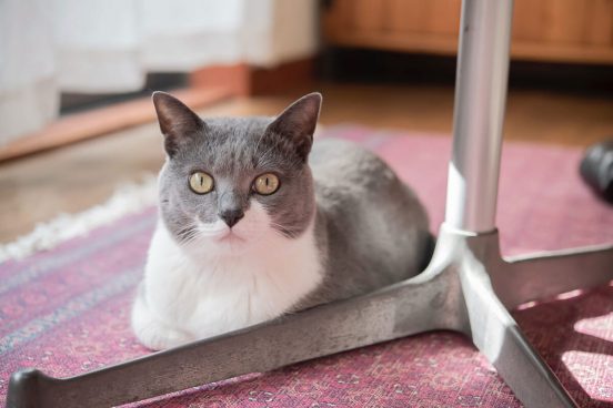 賃貸で臭いと爪研ぎ痕をどう回避？ 猫が快適に暮らせる部屋づくり