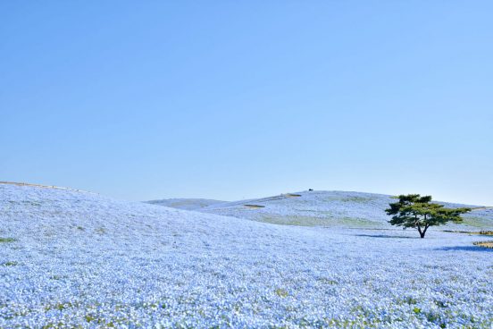GWはネモフィラ畑や足湯場へ！ 全国のおすすめ癒しスポット 8選