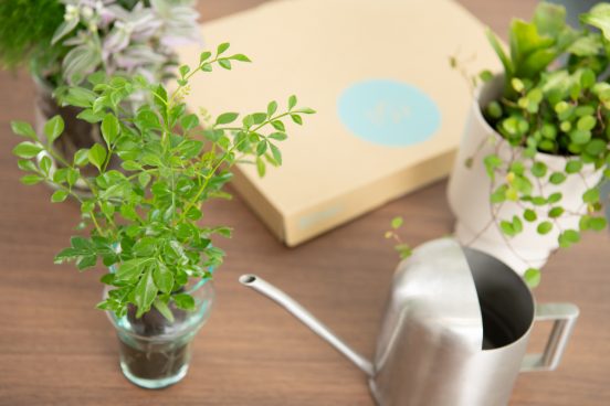 「リベンジ観葉植物」にヒットの予兆。カギを握る「土の代わりになる素材」