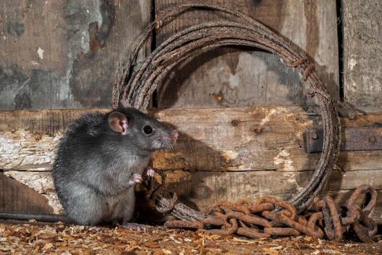 パリがネズミに敗北宣言！ 600万匹と共生できるか？