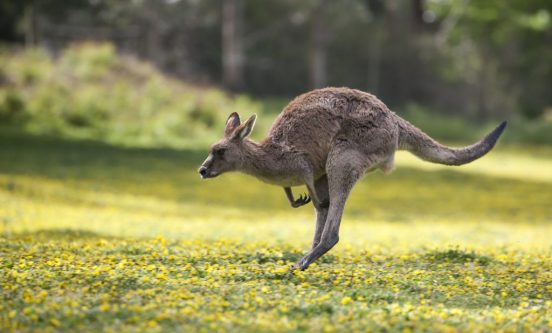 大昔はジャンプしていなかった!? 最新研究が明かす「カンガルー」の進化の過程
