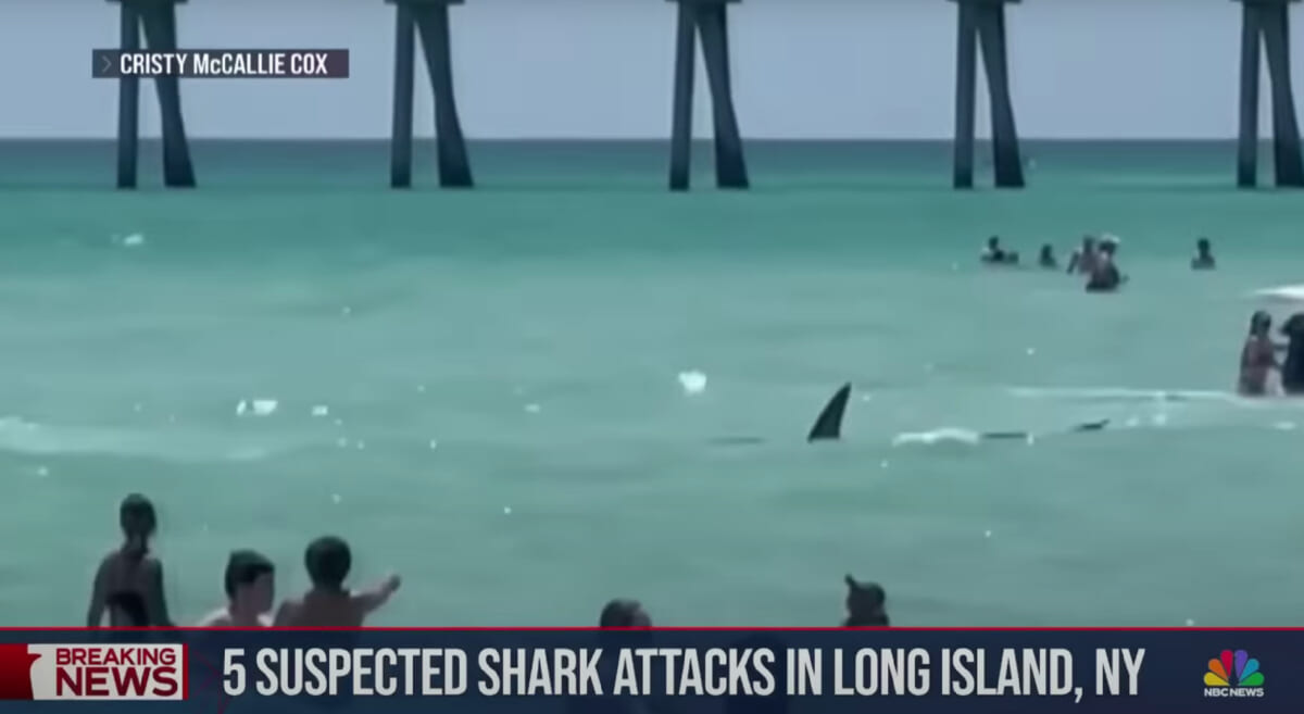 楽しい海が突如パニック！ 米の海水浴場に「サメ」が相次ぎ出現
