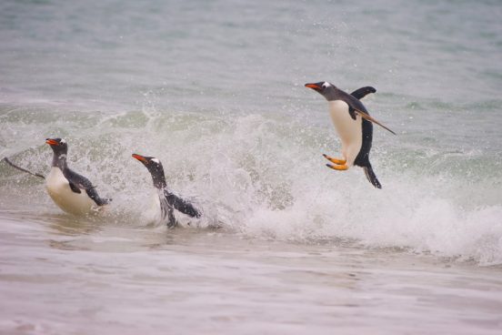 放っておいたら悲惨なことに…。ブラジルの海辺で「ペンギン」が人間に救われる