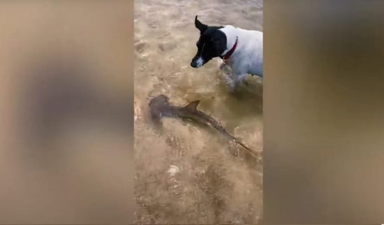 犬とサメの赤ちゃんがビーチで追いかけっこ！ 種を超えた友情が芽生えた？