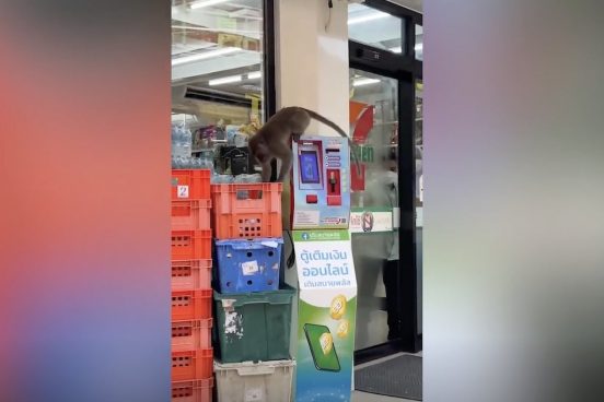 タイのセブンイレブンを「野生のサル」が襲撃！ 持ち去ったのは当然…