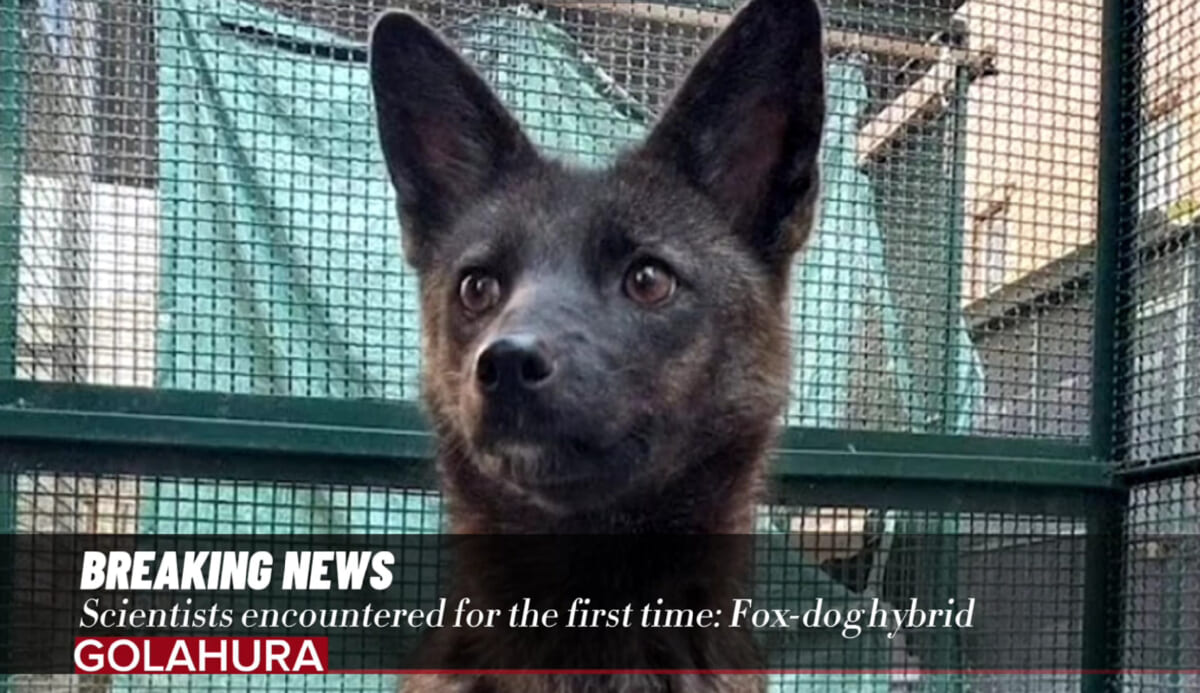 新種発見！ ブラジルに現れた世界初の「犬とキツネ」のハイブリッド