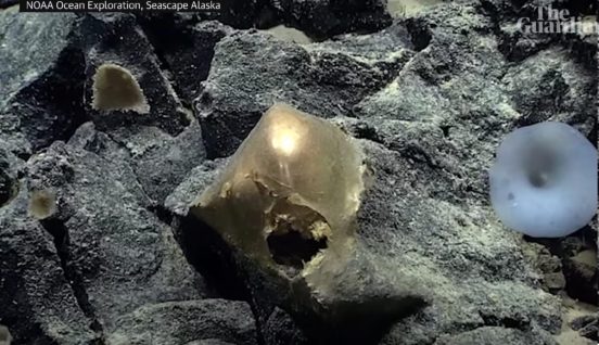 ライブ配信中にびっくり仰天！ アラスカ沖の深海で「謎の金の卵」が見つかる