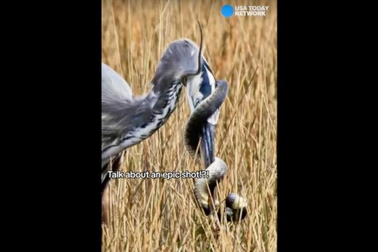 米写真家が「ヘビ対オオアオサギ」の撮影に成功！ 壮絶な戦いの結末は…