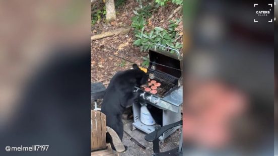米で「野生のクマ」がBBQのパテを盗み食い！ 食後に飲んだのは…