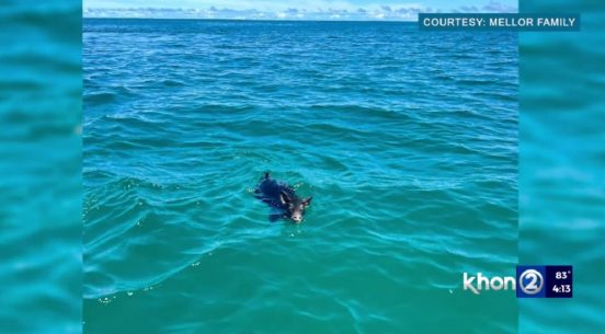なぜハワイの沖で…？ 一生懸命泳ぐブタが見つかる