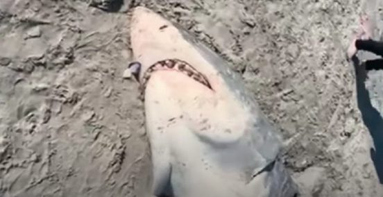 豪州の海岸に打ち上げられた「ホホジロザメ」の頭部、下半身を食べたのは…