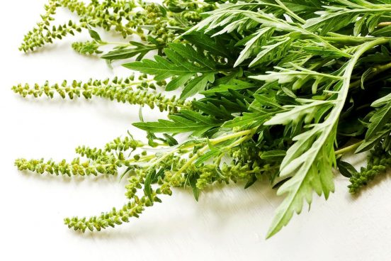 ブタクサ花粉にハウスダストに寒暖差…秋のアレルギー症状の原因と対策を医師が解説