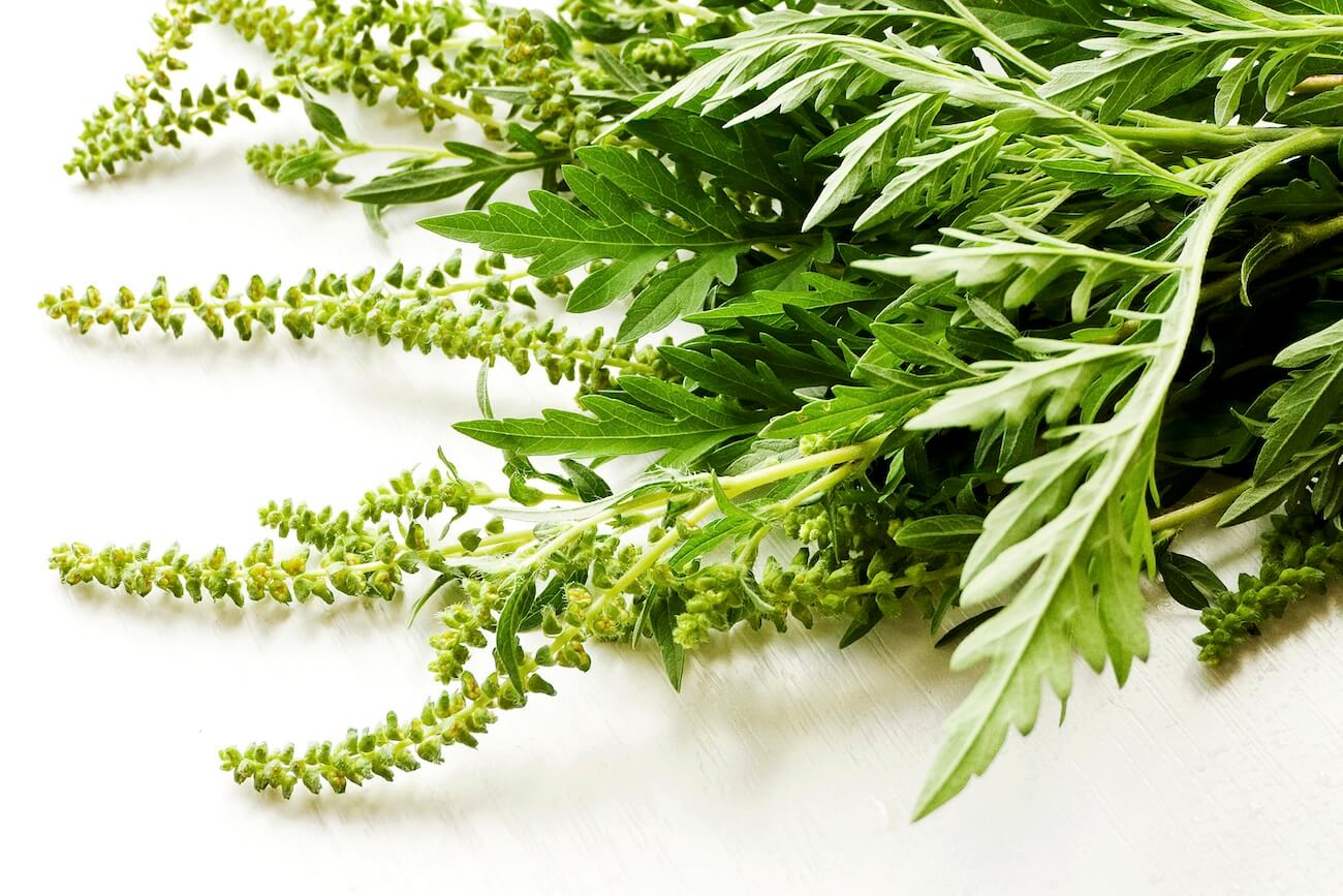 ブタクサ花粉にハウスダストに寒暖差…秋のアレルギー症状の原因と対策を医師が解説