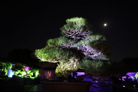 盆栽の小宇宙！「大宮盆栽美術館」初のライトアップが美しいし最先端