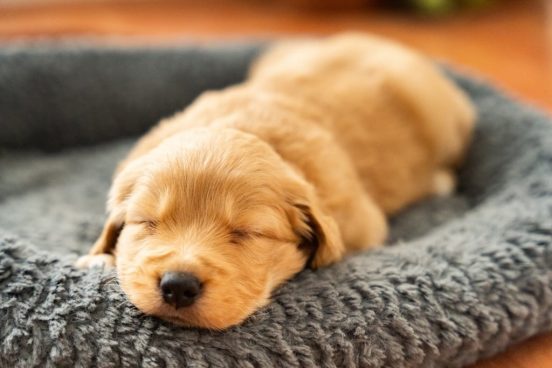 ドイツで緑色の子犬が生まれていた！ 原因はあざと同じ？