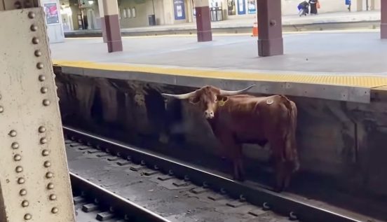 食肉処理場から大脱走!? 米ニュージャージーの駅に牛が現れた