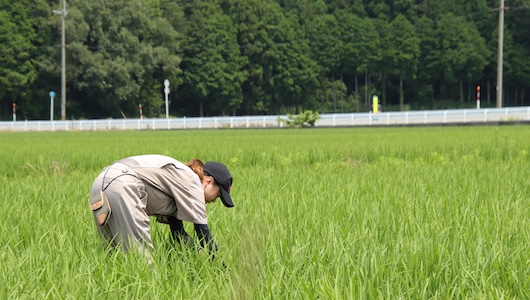 農業生産者のコンサルにこども園での生ごみ回収まで！  ヤンマーグループが取り組む「食の幸せな循環」