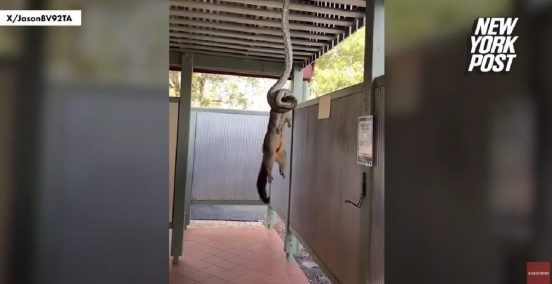 ヘビがキツネを首つりに…。豪の住人が自然の残酷さを捉えた