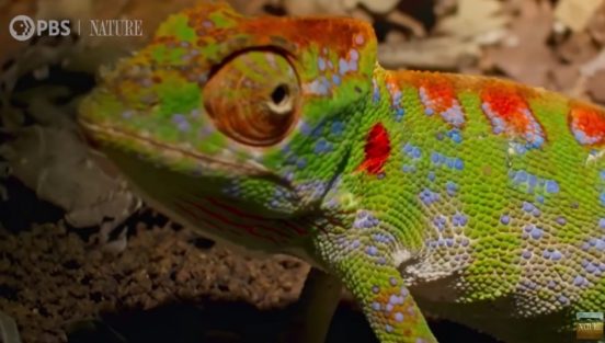 カメレオンが最も鮮やかな色になるのはいつ？ 貴重な瞬間をカメラが捉えた