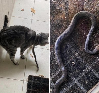 愛猫の首にヘビが！ 必死に戦う飼い主が使った意外な武器とは？