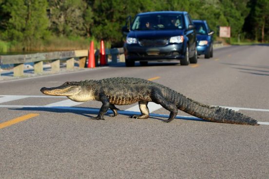 米の町中にワニが出没！ 素手と素足で戦った男の正体とは？