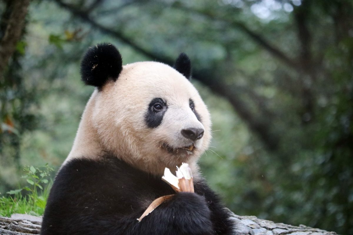 平和主義な肉食獣“パンダ”が愛される理由に歴史と生態ウンチクから迫る！