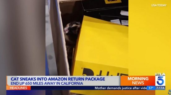 行方不明になっていた米の猫、アマゾンの返品箱の中から発見！ 生き延びることができた三つの奇跡とは？