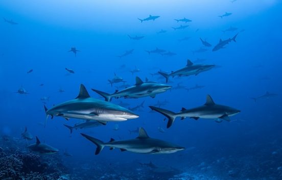 サメは天気がわかる？ ハリケーンが近づくと起こす行動があった