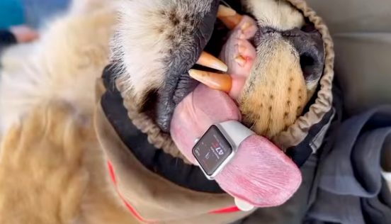 「Apple Watch」、ライオンなどの心拍数を測定できることが判明！