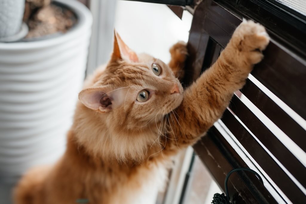 猫が家具などをひっかく本当の理由とは？ 爪が伸びているからではない