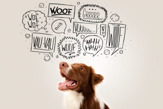 犬の気持ちがもっと分かる、ボールを使ったコミュニケーションとは？