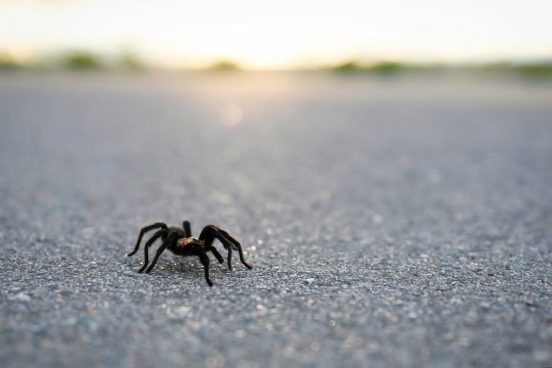 1日で24匹と遭遇！ タランチュラがうじゃうじゃいる村が米国にあった