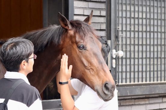 競馬を引退した後はどうなる？競走馬の余生とセカンドキャリア