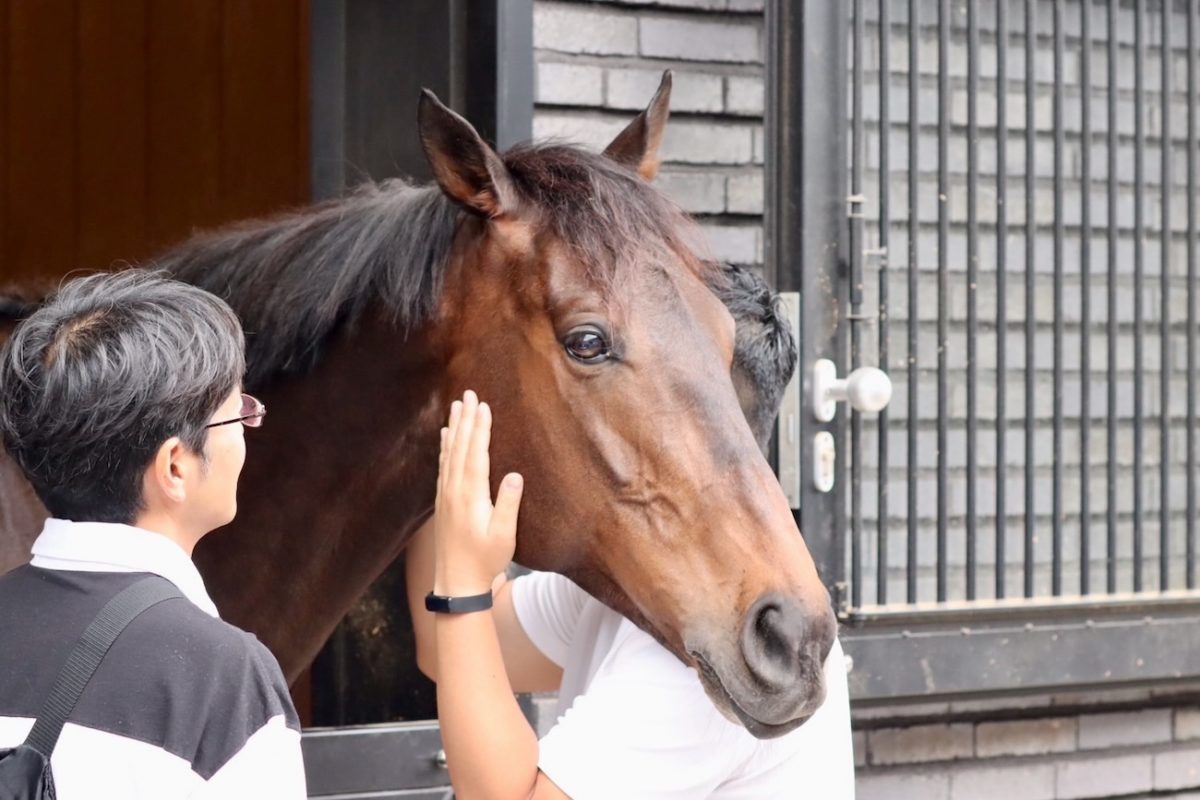 競馬を引退した後はどうなる？競走馬の余生とセカンドキャリア