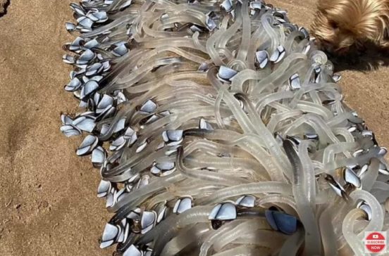 豪の海岸に異様なフジツボが大量に出現！ まさか食べられるの!?