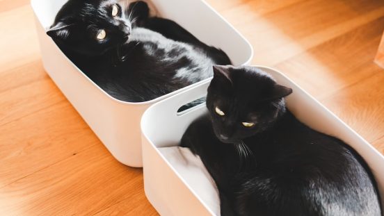 無印良品の新作「猫用クッション」、使ってみたら早速猫のお気に入りスポットに。お手入れも簡単だった