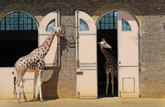 英の動物園が動物の数を調査。日本の動物園にも関係する理由とは？