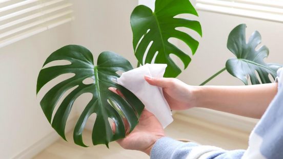 葉水よりもこっちかも！ 植物のお手入れに「葉をきれいにするシート」が大活躍してくれたよ