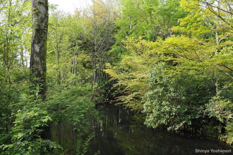 新緑に囲まれる公園内の小さな池。400ミリ相当の超望遠画角で対岸の新緑を撮影すると……