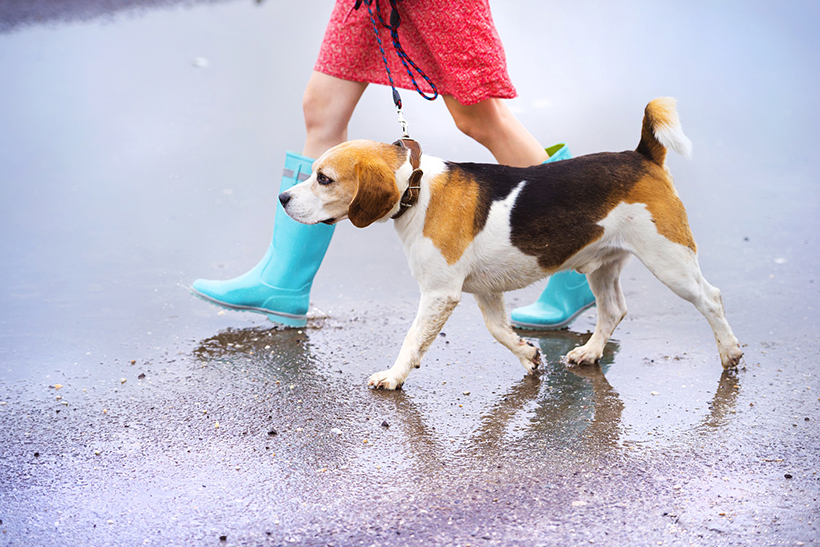 Unrecognizable young woman in dress and blue wellies walk her beagle dog in street