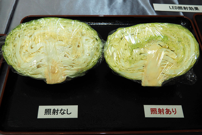↑7日間野菜庫で保存したキャベツ。LED照射がないキャベツ（左）は、中心が黄色なのに対し、照射したキャベツ（右）は中心に緑の葉が見える